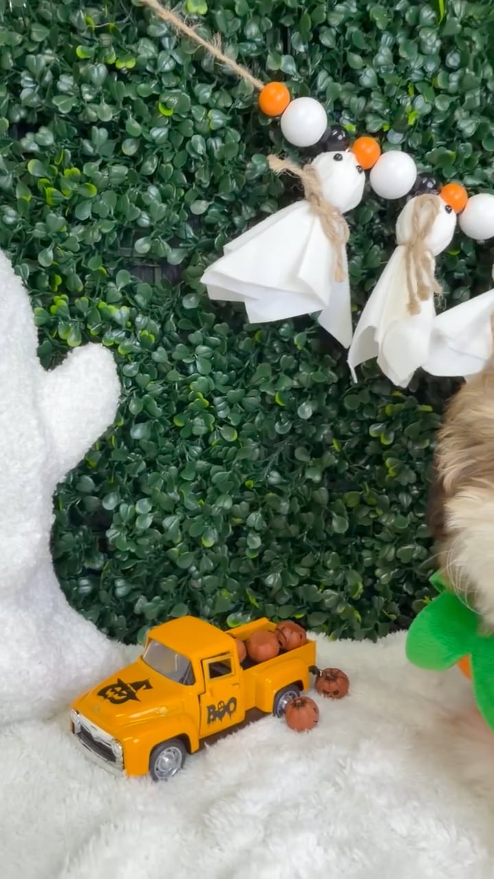 Male Teddy Bear puppy named Jinx for sale at Puppy Dreams - Garland. video thumbnail