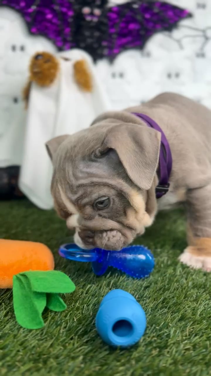 Male English Bulldog puppy named Bruno for sale at Puppy Dreams - Carrollton. video thumbnail