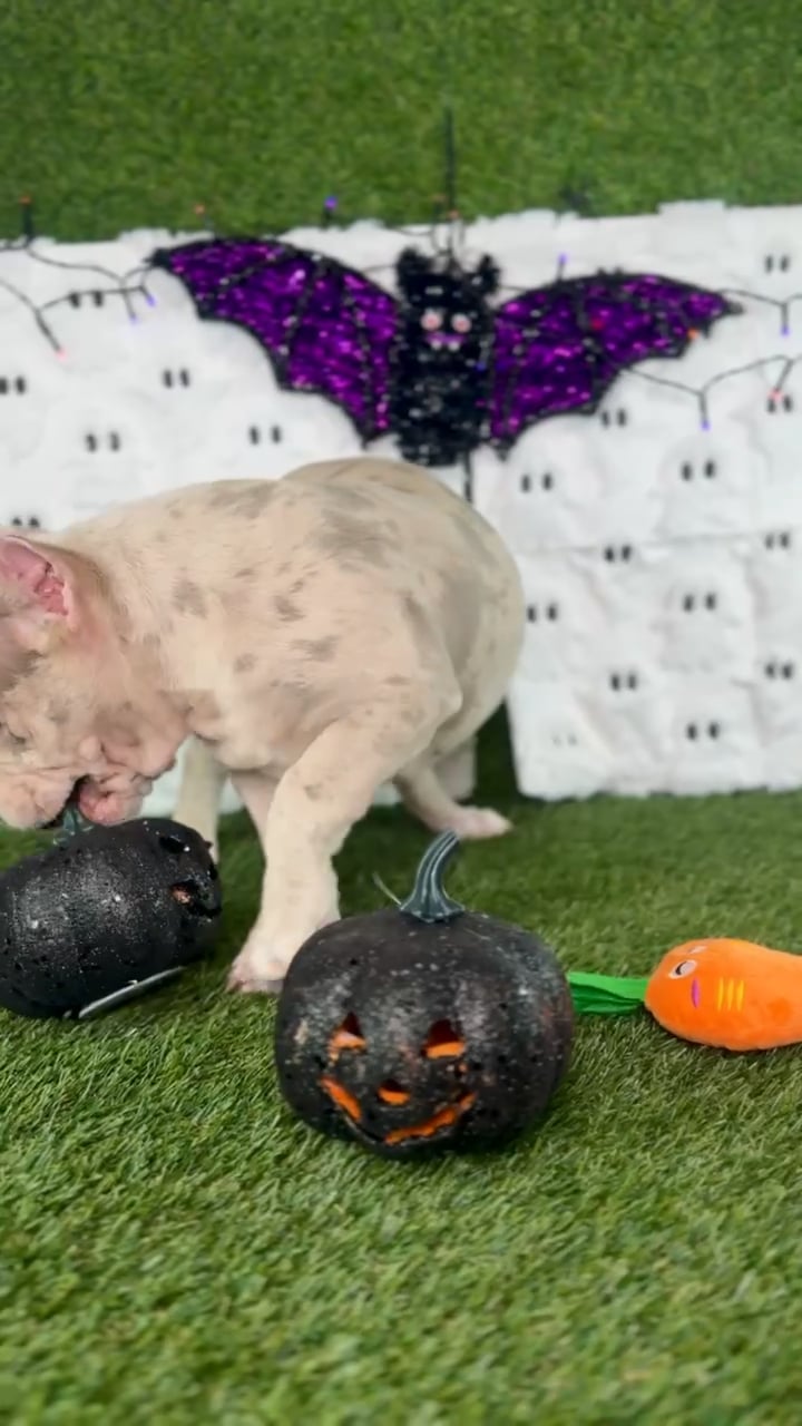 Female American Bully puppy named Vixen for sale at Puppy Dreams - Carrollton. video thumbnail