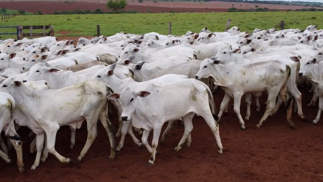 Lote 05G