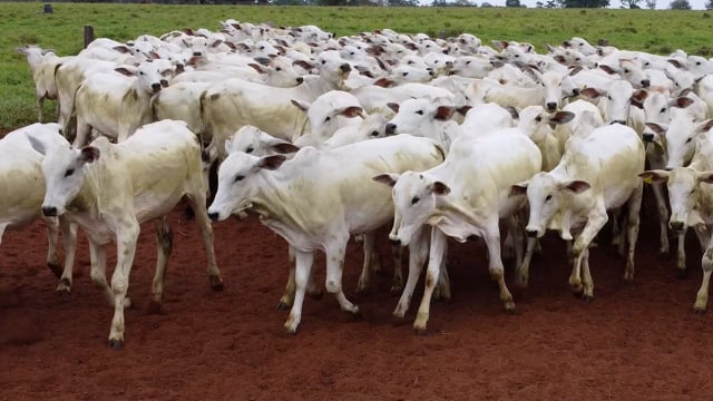 Lote 06G