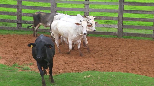 Lote 29