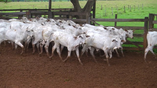 Lote 32