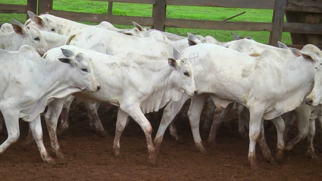Lote 31