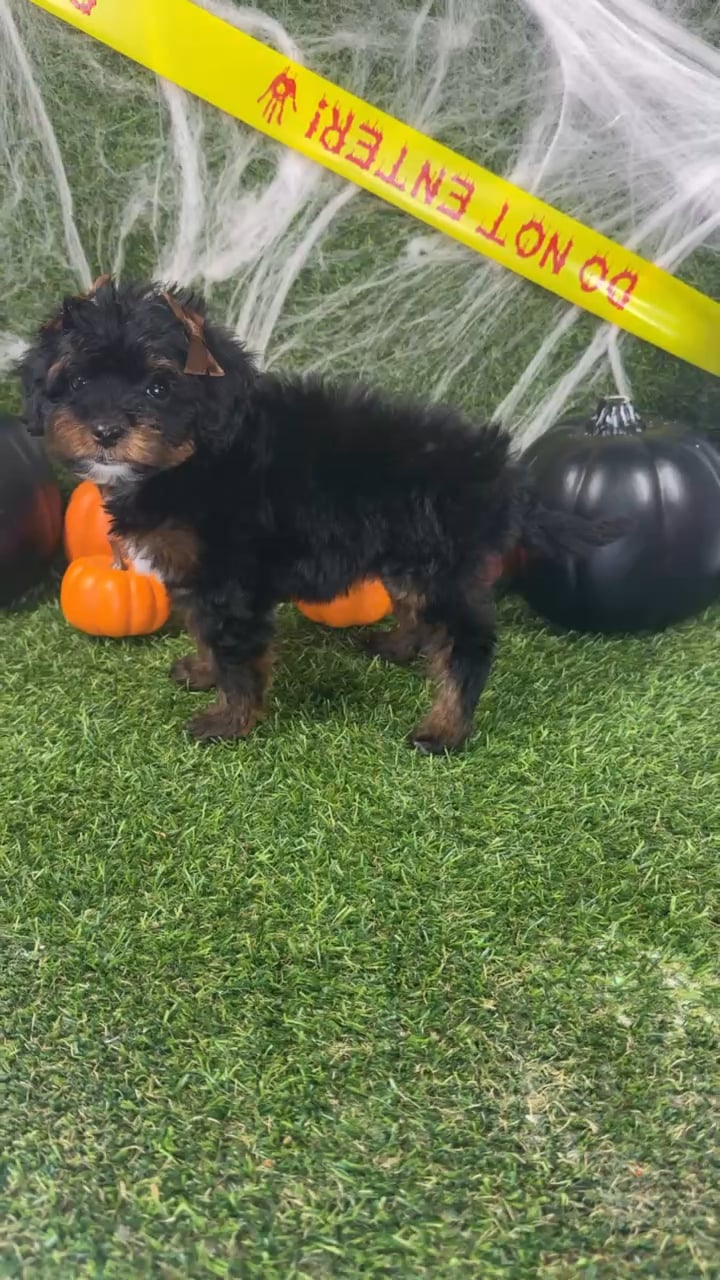 Female Bernedoodle puppy named Jewel for sale at Puppy Dreams - Arlington. video thumbnail