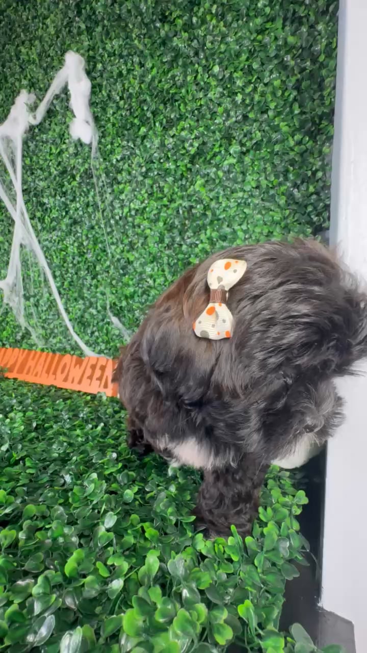 Female Shipoo puppy named Misty for sale at Puppy Dreams - North Richland Hills. video thumbnail