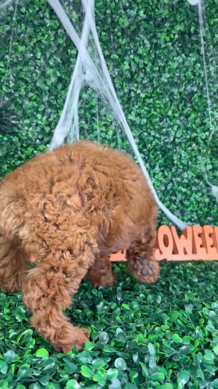 Female Mini Poodle puppy named Pixie for sale at Puppy Dreams - North Richland Hills. video thumbnail