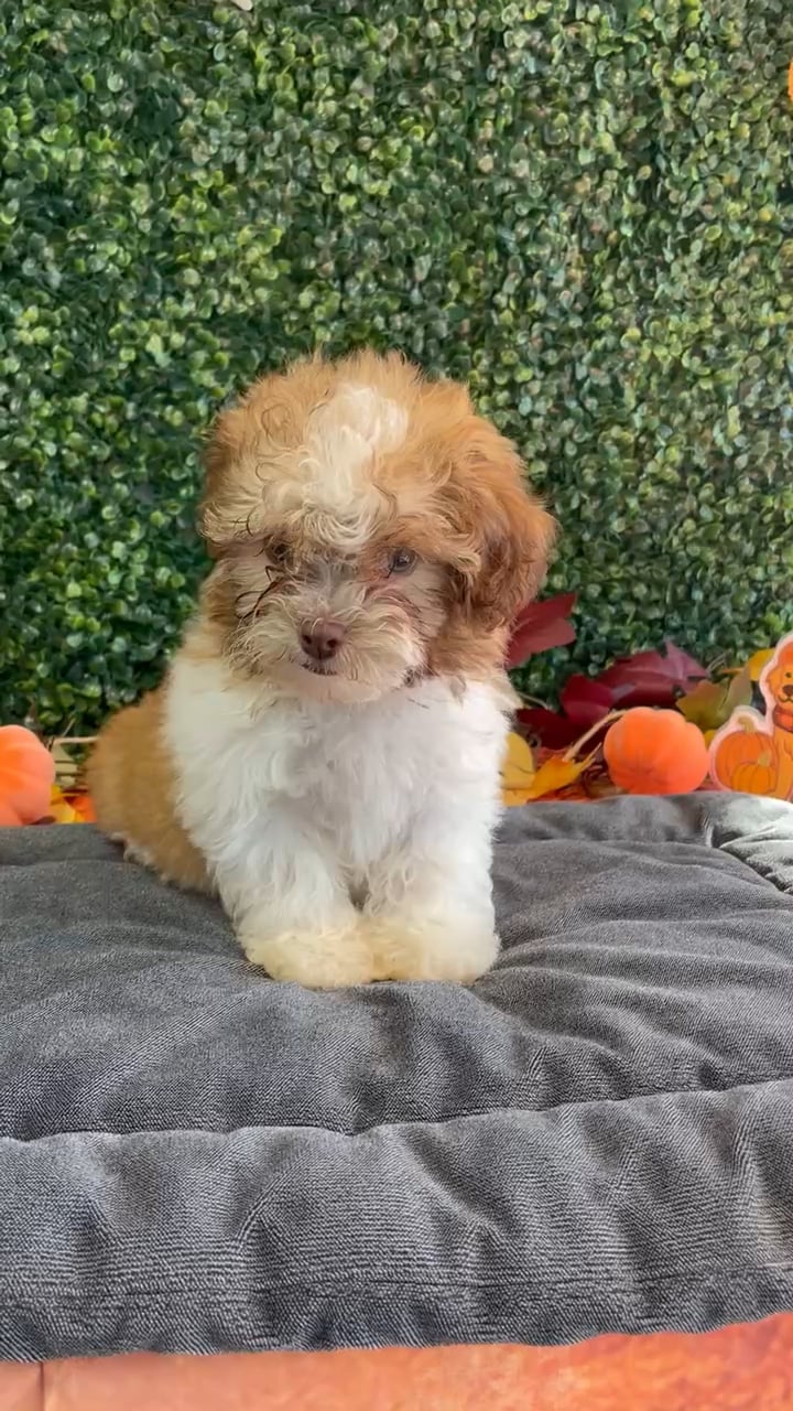 Female Teddy Bear puppy named Maple for sale at Puppy Dreams - West Little Rock. video thumbnail
