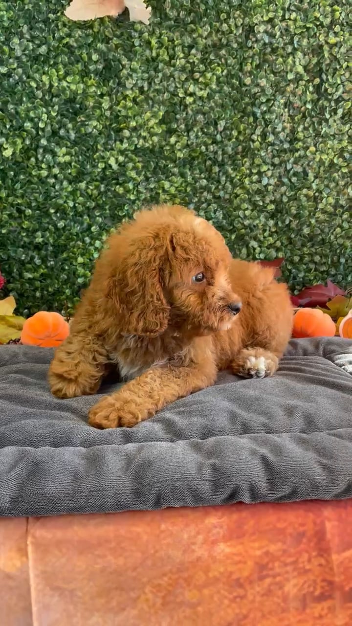 Female Mini Goldendoodle puppy named Blaze for sale at Puppy Dreams - West Little Rock. video thumbnail