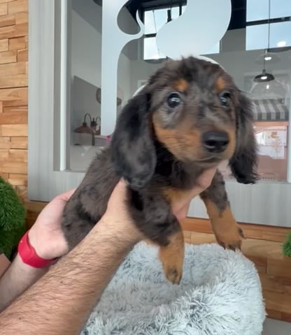 Female Mini Dachshund puppy named Ellie for sale at Beach Blvd. video thumbnail