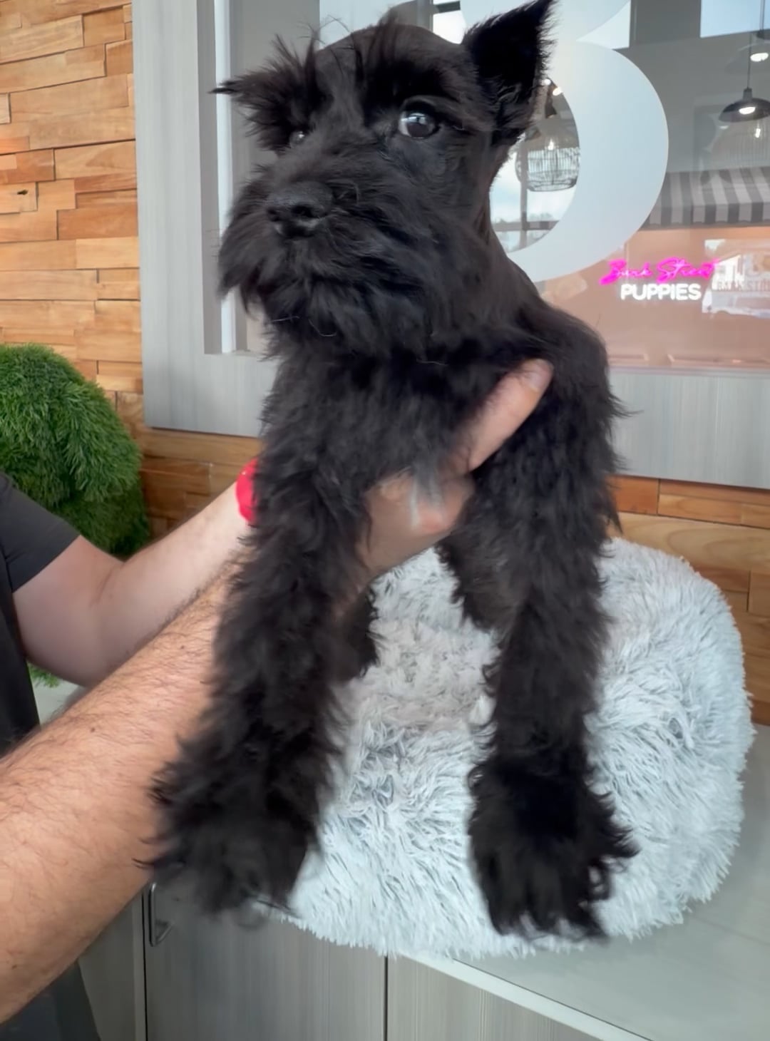 Female Mini Schnauzer puppy named Ember for sale at Beach Blvd. video thumbnail