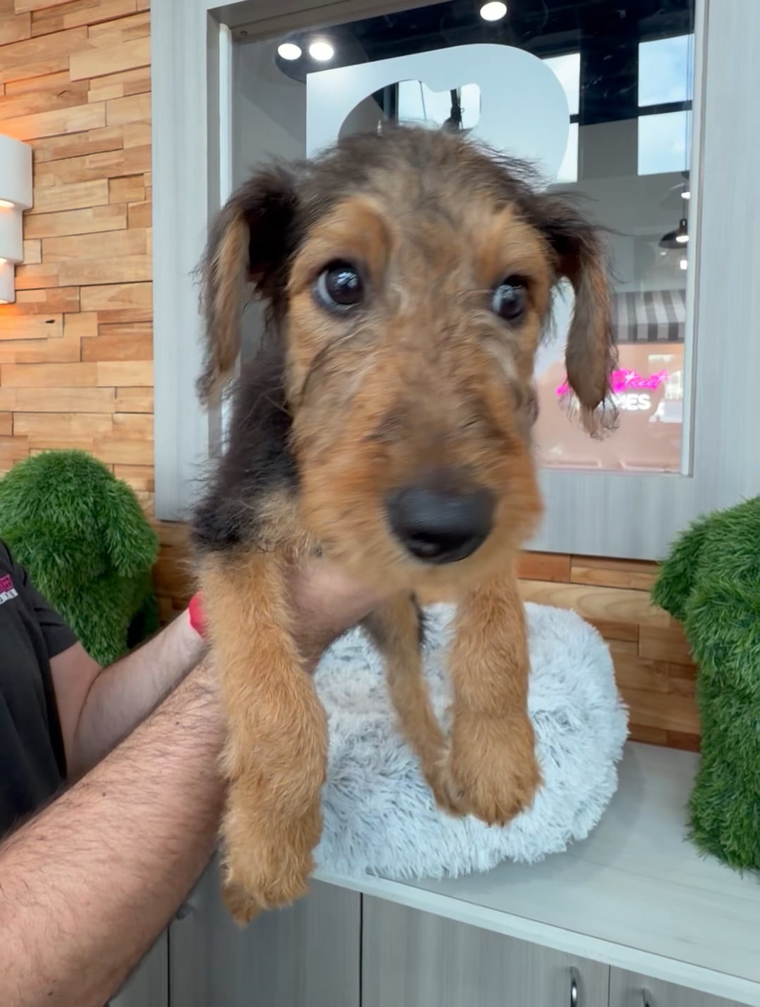 Male Airedale Terrier puppy named Elliot for sale at Beach Blvd. video thumbnail