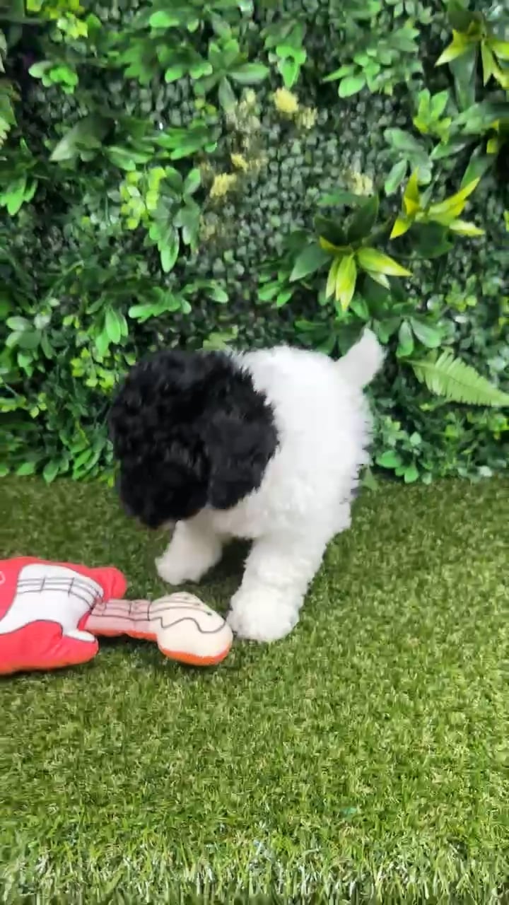 Male Havapoo puppy named Boo for sale at Puppy Dreams - Parks Mall. video thumbnail