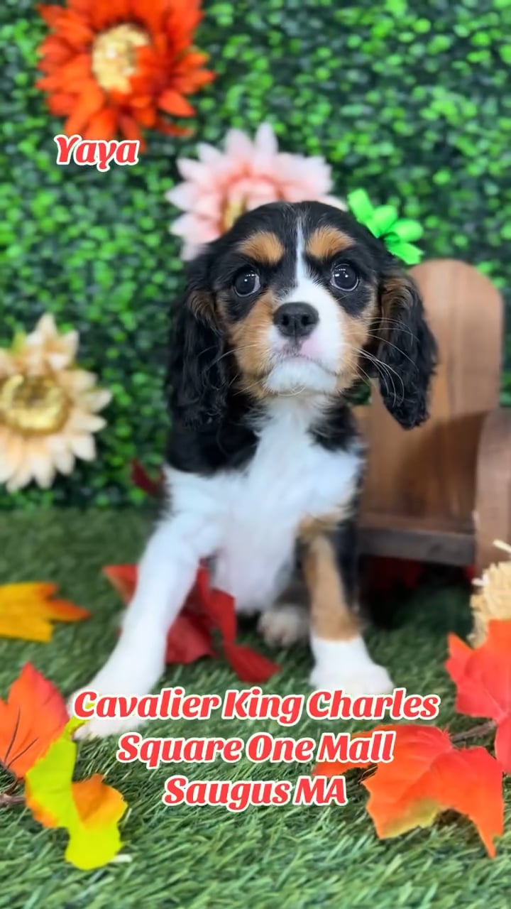 Female Cavalier King Charles Spaniel puppy named Yaya for sale at Pet Express Saugus. video thumbnail