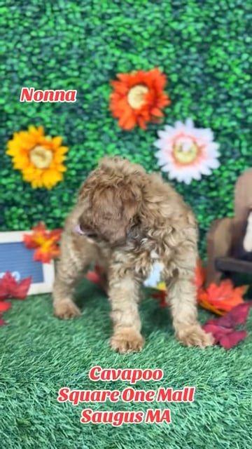 Female Cavapoo 2Nd Gen puppy named Nonna for sale at Pet Express Saugus. video thumbnail