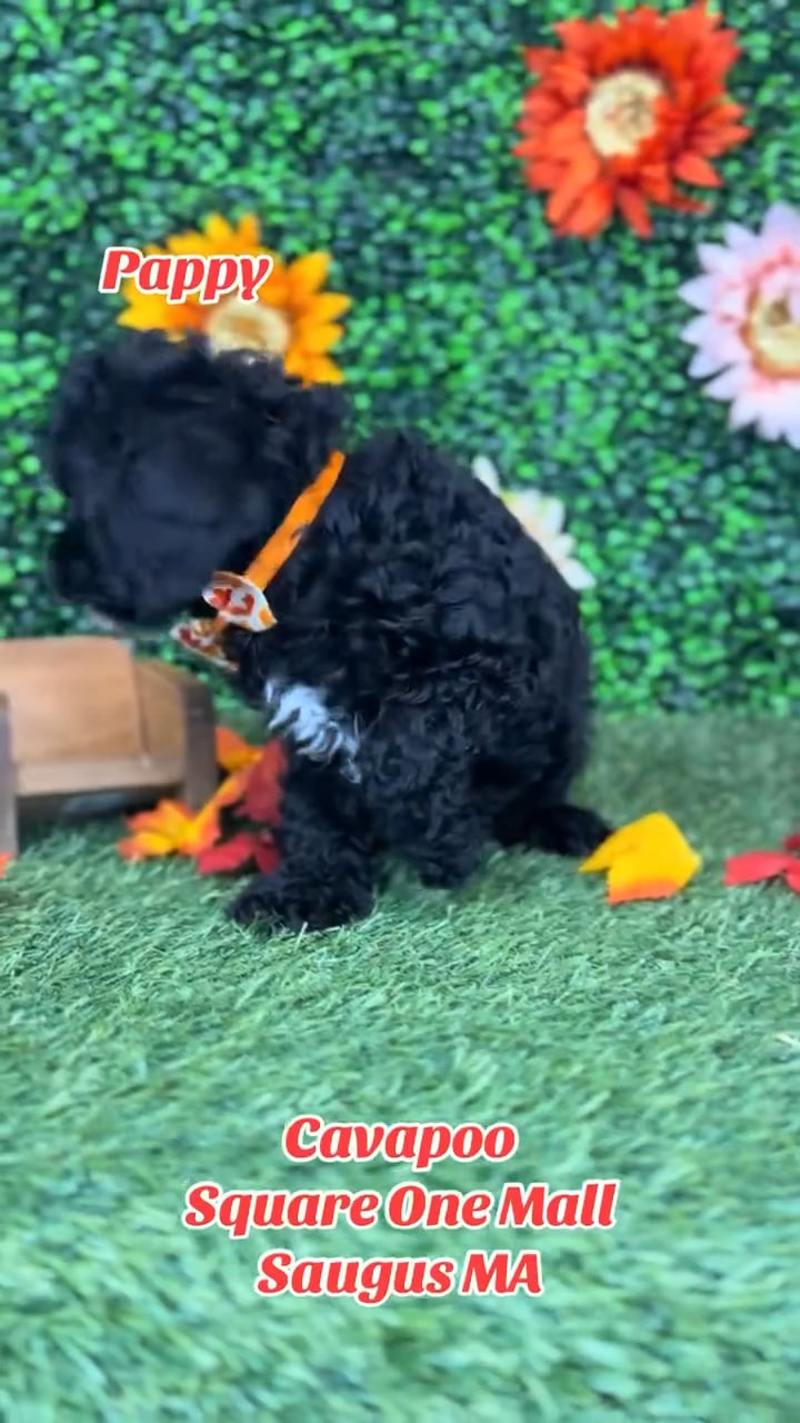Male Cavapoo puppy named Pappy for sale at Pet Express Saugus. video thumbnail