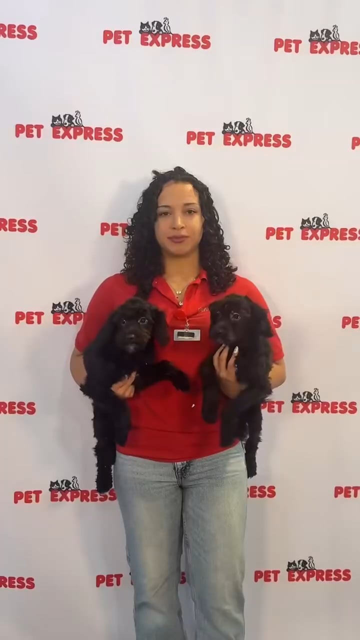 Male Aussiedoodle puppy named Clarence for sale at Pet Express Saugus. video thumbnail