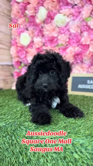 Male Aussiedoodle puppy named Sal for sale at Pet Express Saugus. video thumbnail