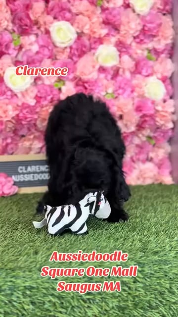 Male Aussiedoodle puppy named Clarence for sale at Pet Express Saugus. video thumbnail
