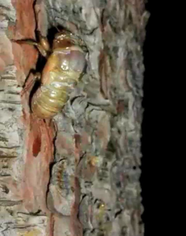 Cicada Metamorphosis