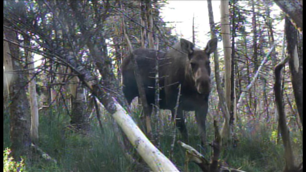 HDNet World Report: Newfoundland Moose