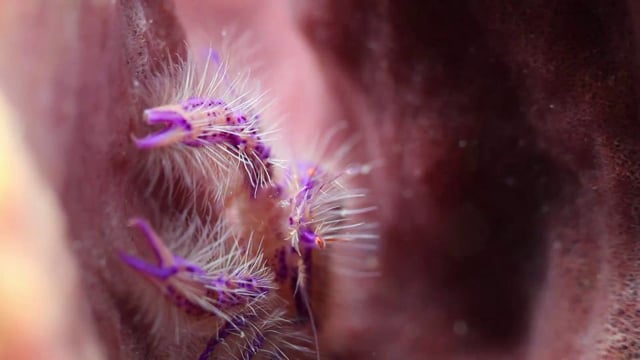 Komodo by Rusty Sanoian - 5D Mark II Underwater Video