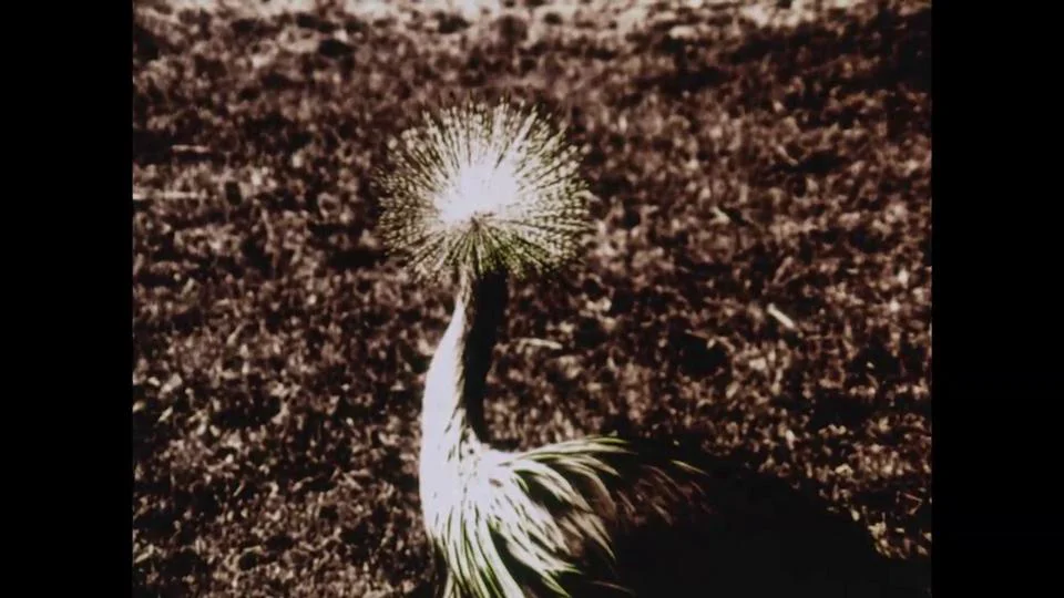 1986 `?O,Zoo! (The Making of a Fiction Film)' -Philip Hoffman (music by Tucker Zimmerman)