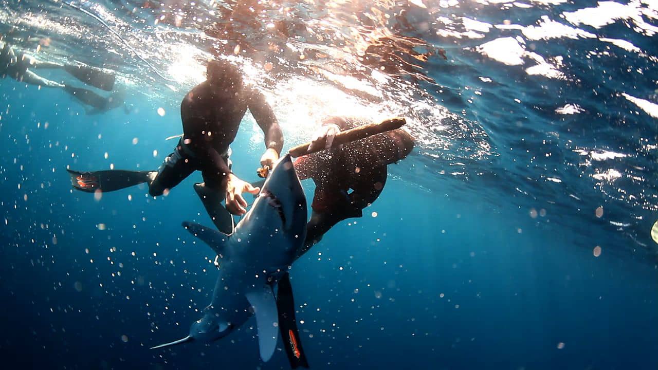 Shark Haphazard & Striped Marlin | Pelagic Life on Vimeo