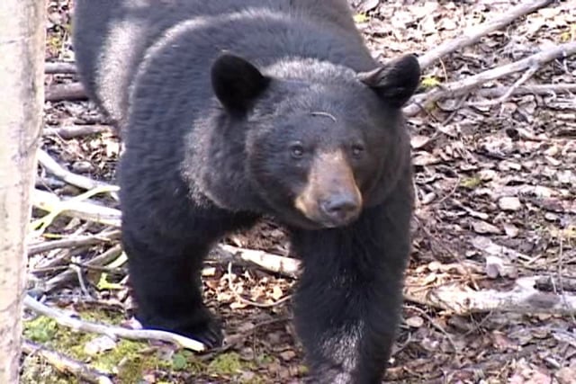 Newfoundland Black Bear Hunt