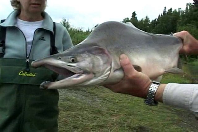 Fishing the Kenai