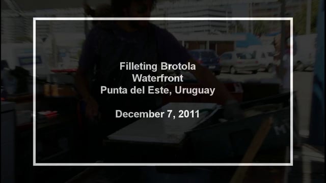 Filleting Brotola, Punta del Este, Uruguay