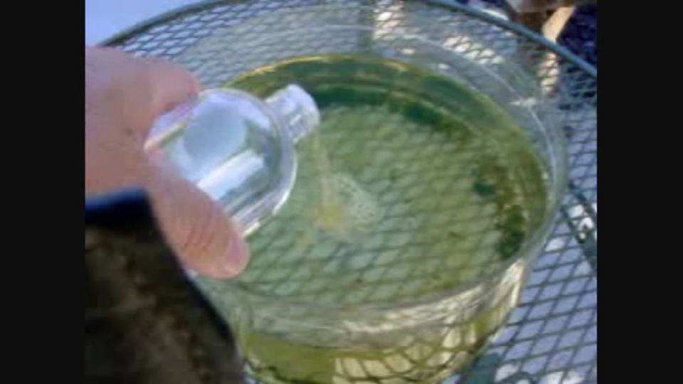 Colloidal Silver Kills Bacteria, Viruses, Parasites and Fungus on Vimeo