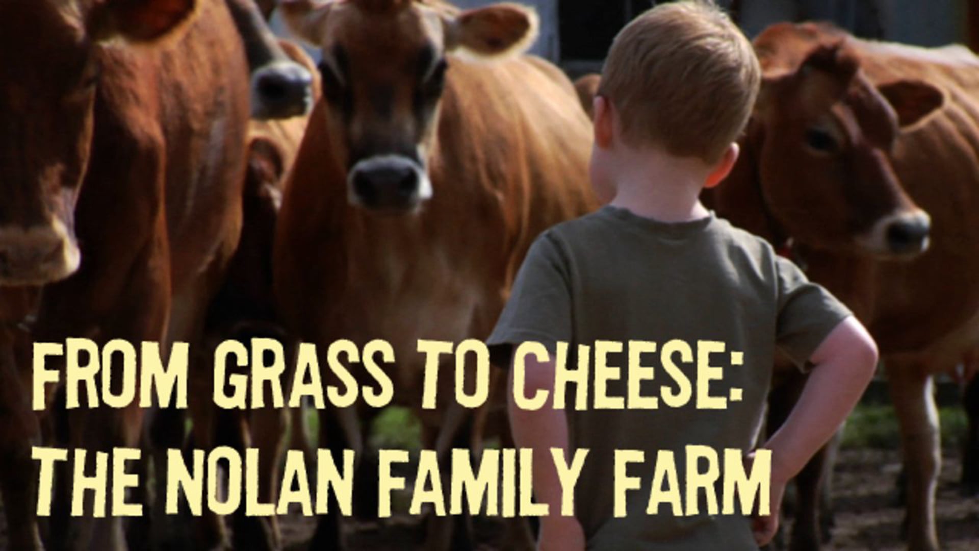 From Grass to Cheese: The Nolan Family Farm