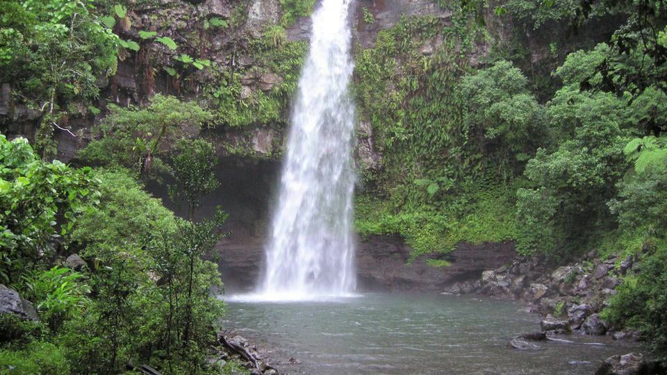 Botanical Exploration in Fiji