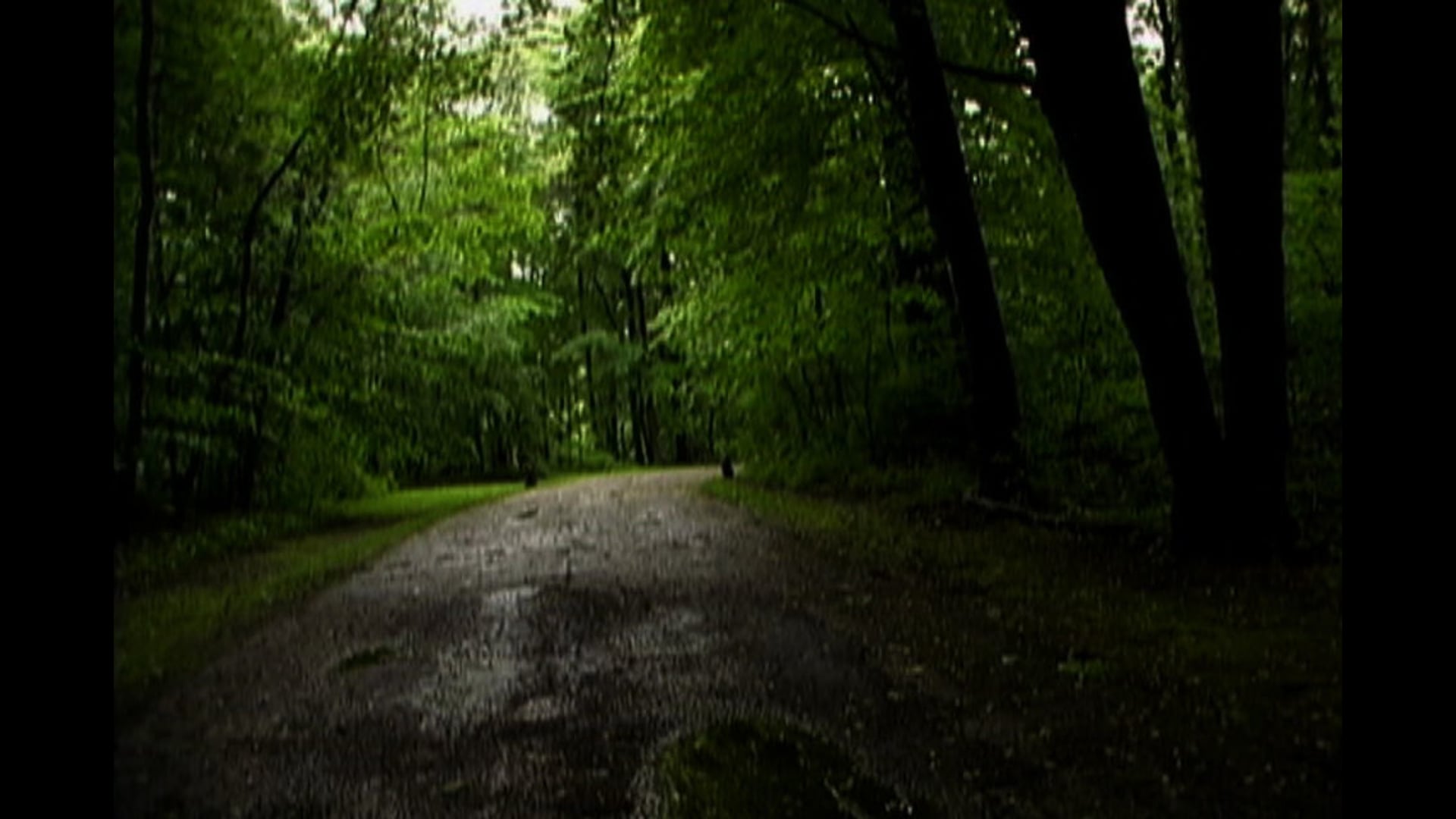 The Trail
