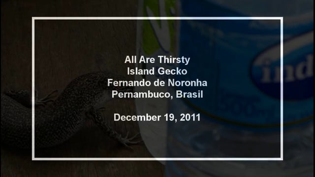 All Are Thirsty, Island Gecko, Fernando de Noronha, Pernambuco, Brasil