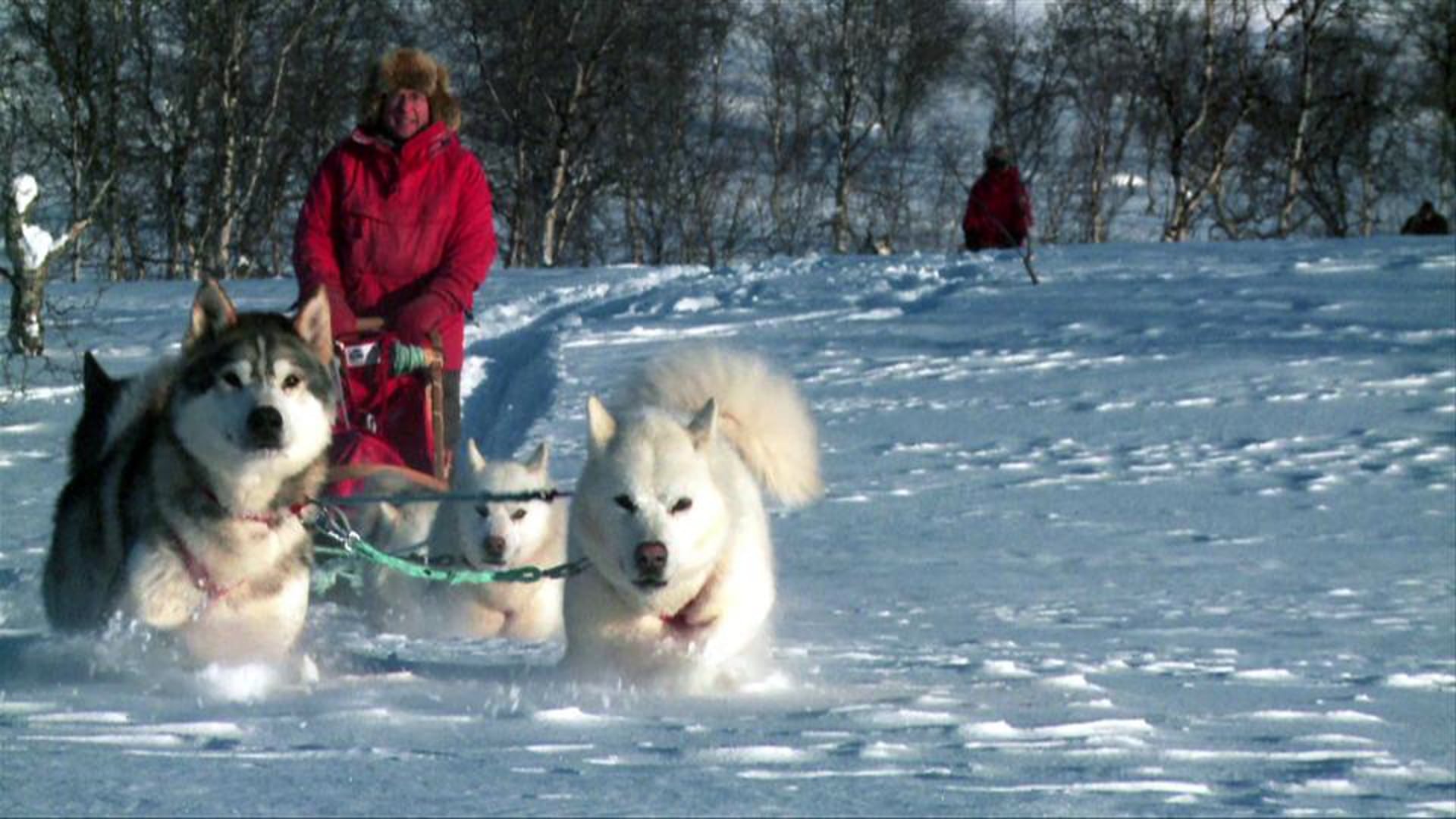 HUSKY EXPEDITION - unter dem Polarlicht - Trailer