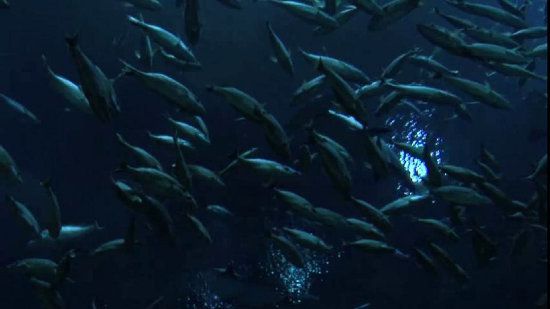 Ocean Invaders Trailer
