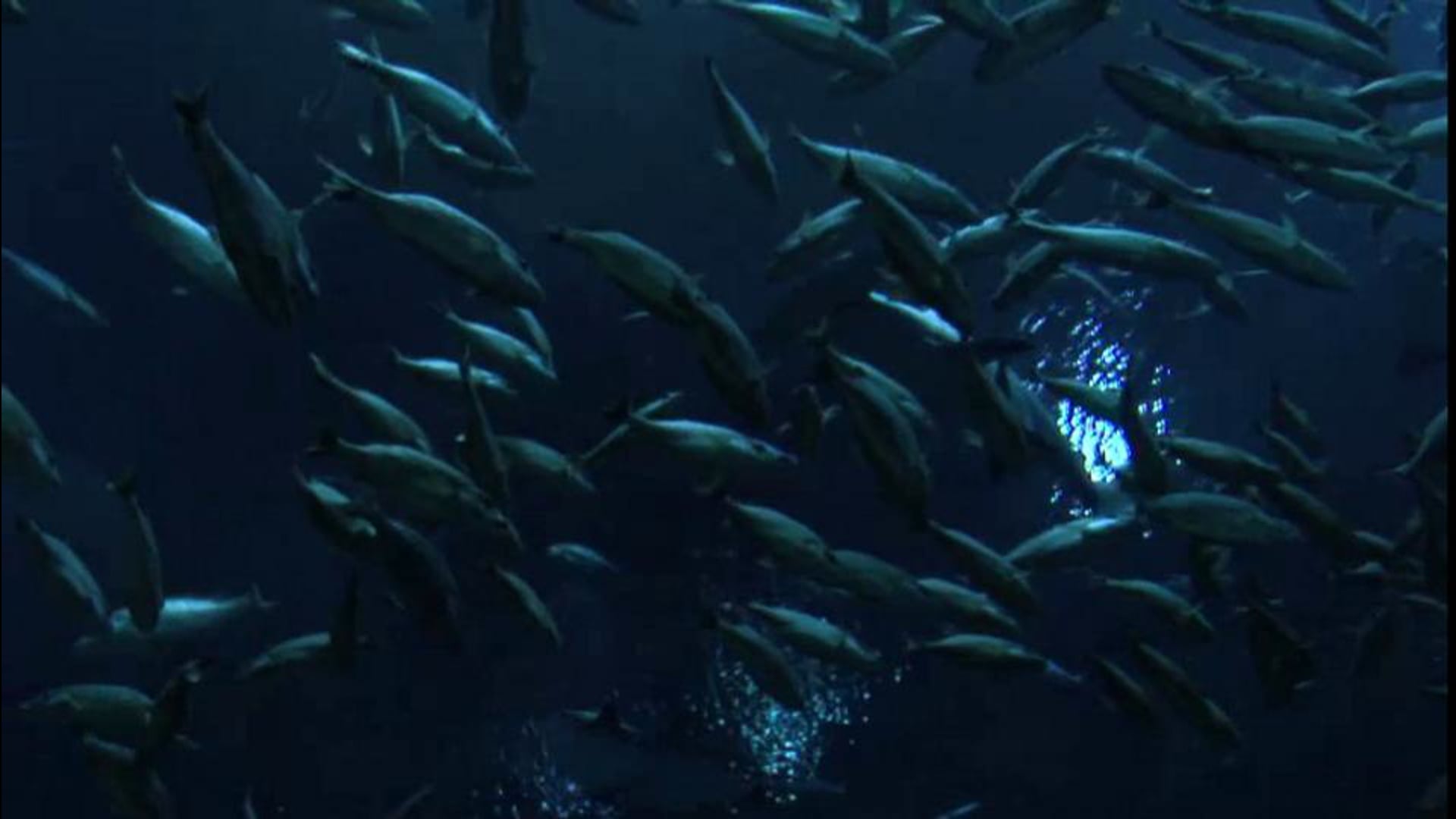 Ocean Invaders Trailer