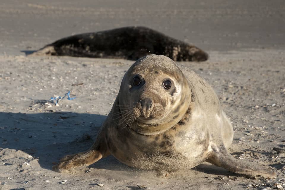 Grijze Zeehond   Grey Seal On Vimeo