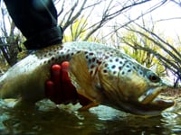 Impossible catch of big brown trout in New Zealand
