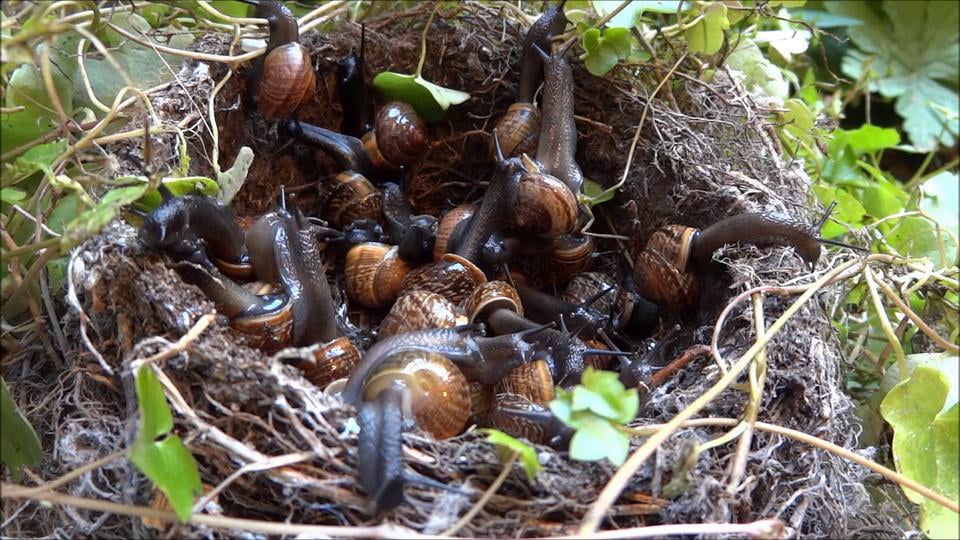 REMARKABLE BIRTH EXPLOSION IN SNAIL'S NEST on Vimeo