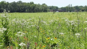 Bringing Back the Prairie