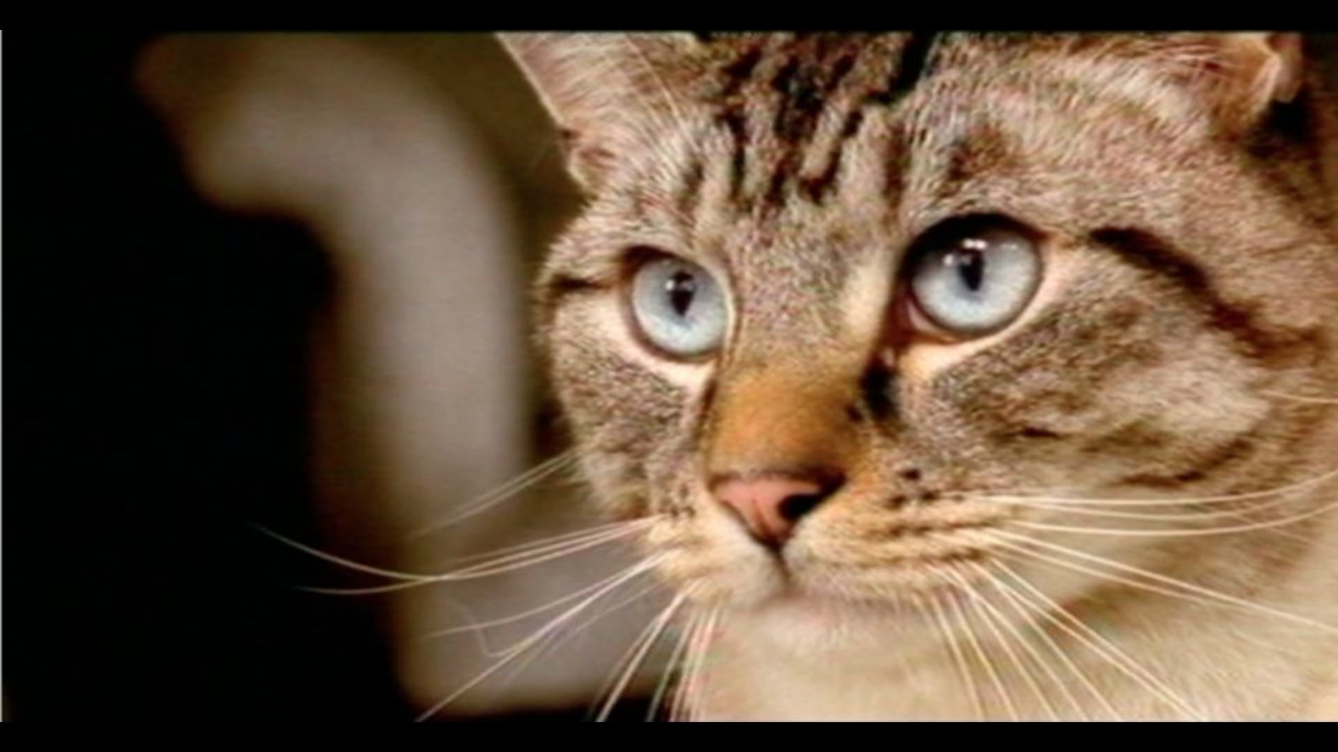 Whiskas - Bits 'n' Pieces