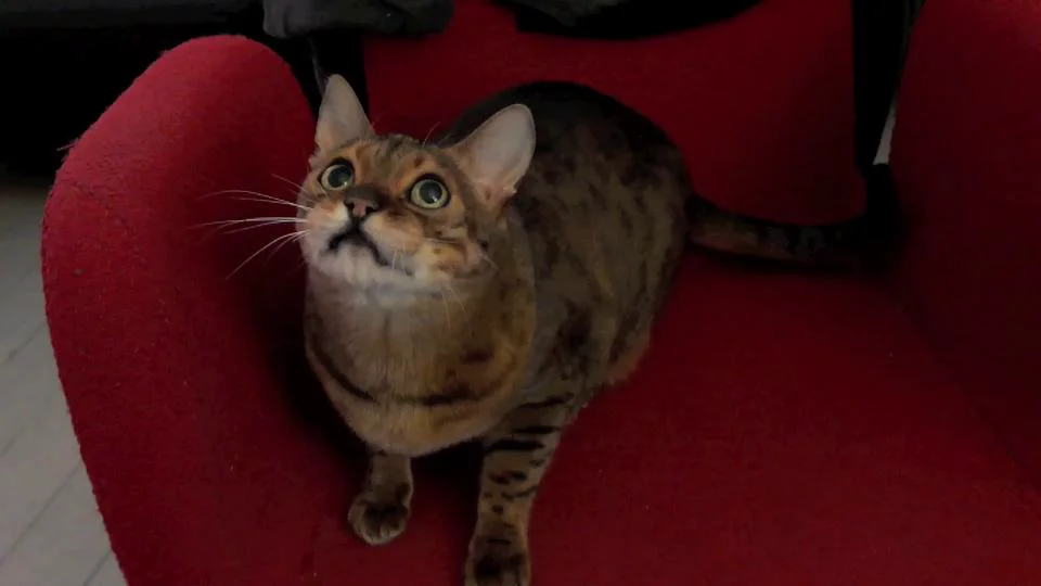 Rani-Cat on a red chair on Vimeo