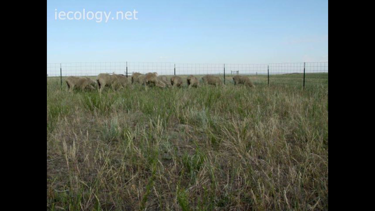 time-lapse video of sheep grazing
