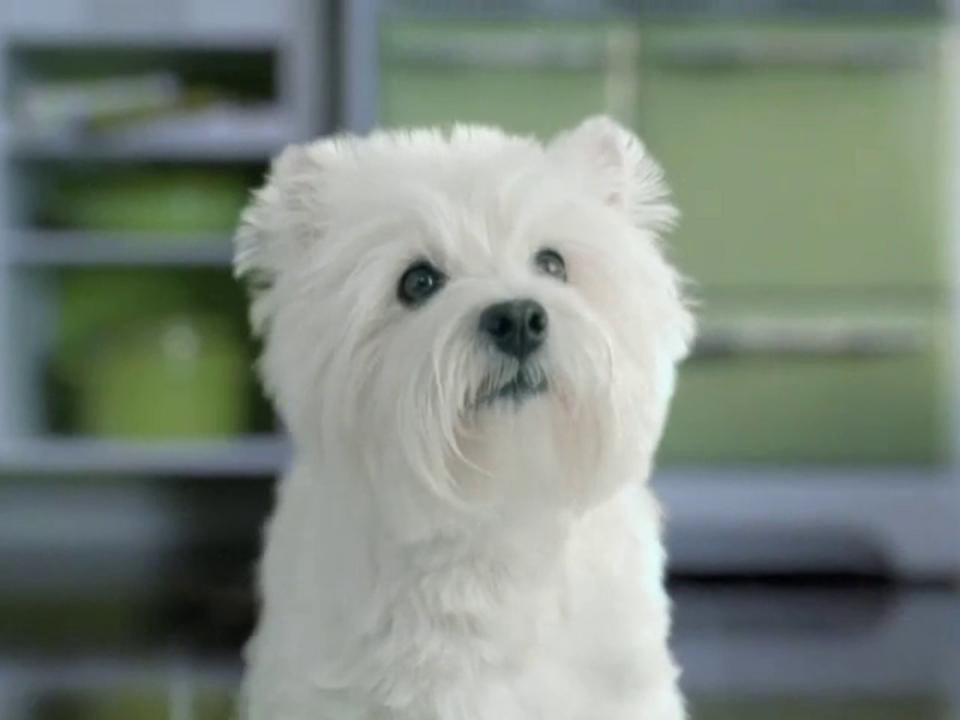 Cesar dog food commercial