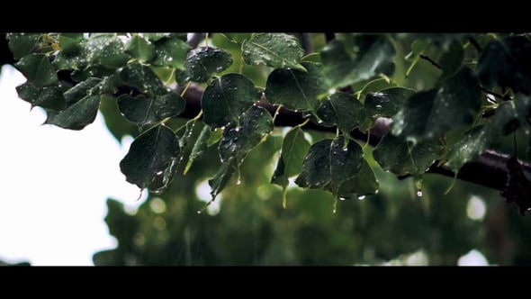 Качающаяся листва. Ветка дерева. Тополь под дождём. Листья березы после дождя. Листья в дождь зеленые.