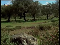 Documentário: "Forest in a Bottle"