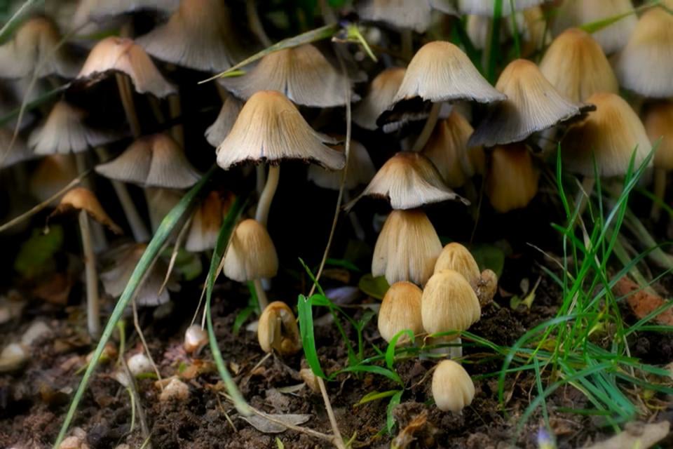 Mushroom Time-lapse on Vimeo